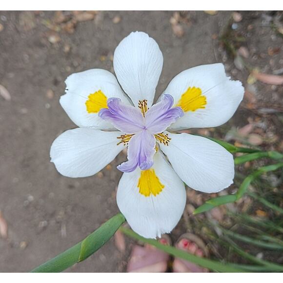 JAPANESE IRIS 10 SEEDS Dietes Iriodiodes Fortnight Lily Evergreen Grass Drought - Picture 2 of 13